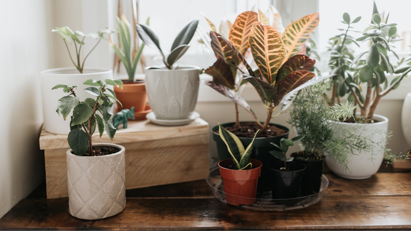 Best plant subscription boxes 2024